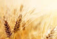 Wheat grain