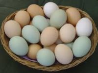 Fresh White and brown chicken Eggs