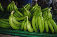 Fresh Sweet Cavendish Banana ( Grade A)