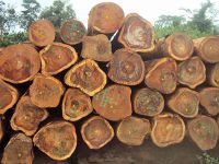 Africa Hard Woods (Iroko Logs, Padouk, Sapelli, Tali, Okan, Ekop-beli, Doussie)for sale