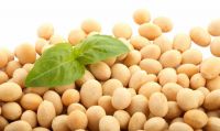 organic soybean