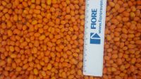 Sea Buckthorn
