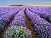 Lavender oil