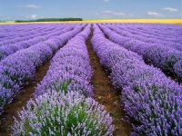 High quality lavender oil from Bulgaria