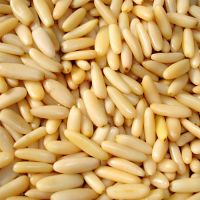 High Quality Raw Pine Nuts / Raw Pine Nuts in Shell / Organic Pine Nuts