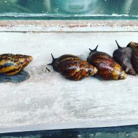 LIVE OR PACKAGED SNAILS