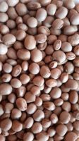 Pigeon Peas