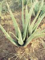 https://fr.tradekey.com/product_view/Aloevera-Leaf-8779461.html