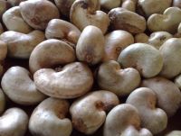 Raw cashew nut in shell 