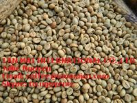 Premium Vietnam Robusta green coffee beans