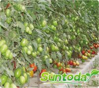 Suntoday Early maturity indeterminate very firm fruit long shelflife rio tomato seeds