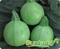 Suntoday round light green squash seeds