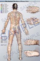 Meridian Acupuncture Point Map_Poster