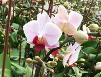Cut Orchids Flowers , Orchids Pots , Phalaenopsis