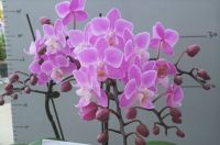 Cut Orchids Flowers, Orchids Pots, Phalaenopsis