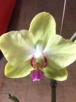 https://www.tradekey.com/product_view/Cut-Orchids-Flowers-Orchids-Pots-Phalaenopsis-8784177.html