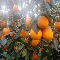 Fresh Naval Oranges From South Africa 