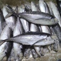 Best Quality Frozen Horse mackerel IQF Frozen Seafood 