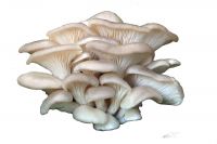 Oyster Mushrooms ( Dried)