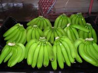 GREEN CAVENDISH BANANAS