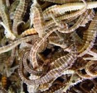 Dry Seahorse  For Sale