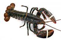 Live Lobster For Sale