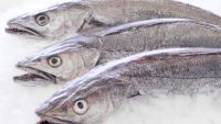 hake fish, frozen hake fillets, hake fillet I.Q.F. merluza merlucius gayi