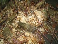 Southern Rock Lobster Live, Frozen Green Lobster Whole Round