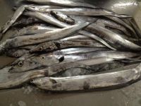 Ribbon fish grade A # Fresh /Frozen