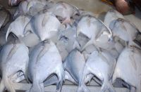 White Silver Pomfret Fish