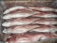 Frozen sea bream