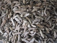 Dry Sea Cucumber For Sale