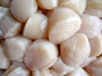 Quality Frozen Sea Scallop