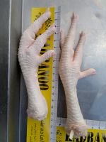 Processed Frozen Chicken Feet & frozen chicken Paws