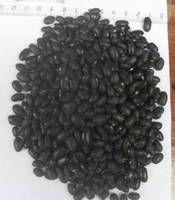 Black Kidney Beans