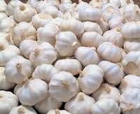 Fresh Pure White Garlic