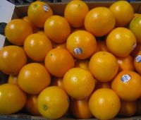 Fresh Naval and Valencia Oranges Best Quality