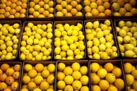 Best Quality Fresh Lemons Grade A