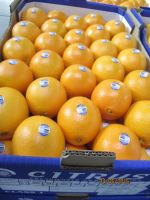 Beautiful midnight oranges from south africa