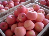 high quality of SOUTH AFRICA FRESH APPLE with best prices