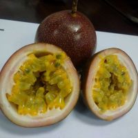 PASSION FRUIT PUREE With HIGH QUALITY And THE MOST COMPETITIVE PRICE.