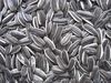 100% Sunflower Seeds Kernel Peeled Sunflower Seeds