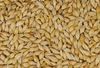 GRADE A Organic Feed Oats for Sale