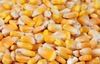 Whole Yellow Corn/Maize for Bulk Orders