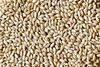 Organic Whole Grain Barley