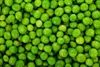 Export Quality Fresh Green Peas