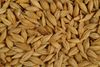 Non GMO Feed Barley