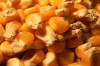 Yellow Corn Animal Feed