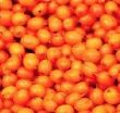 Seabuckthorn berry - HippophaÃ« Rhamnoides