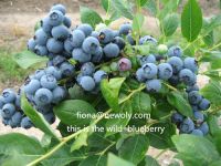 Wild Blueberry Juice powder